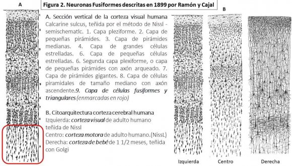 Neuronas Von Economo: Sustrato De La Intuición Como Autopercepción Integrada