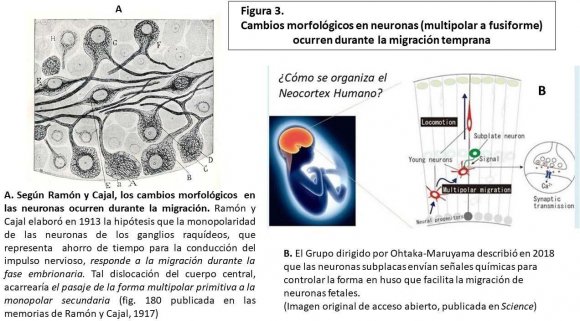 : Sustrato De La Intuición Como Autopercepción Integrada Muchos concluyen que, la evolución de las neuronas von Economo favorecen una adaptación relacionada con el tamaño del cerebro grande. El comportamiento social complejo a menudo requiere respuestas inmediatas, y esto hace que la capacidad de responder rápidamente a las condiciones cambiantes (que solemos describir como chispazos de intuición) sea crucial.(Allman et al, 2005)