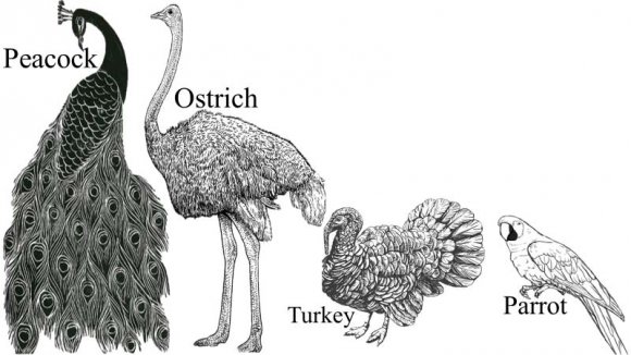 Come hither, Indra, with Bay Steeds, joyous, with tails like peacocks' [may?ra] plumes. Rig Veda.3.45.1