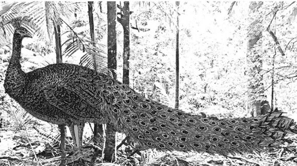 The Ancient Sea Trade of the Hebrews with Tamil Nadu, India with Reference to the Biblical Word 'Thukkiyyim'[Peacock] in the Classical Literatures of Tamil and Sanskrit