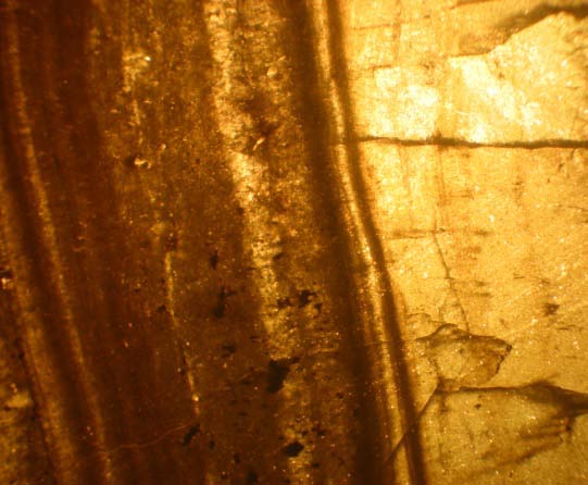 Figure 2 : Petrography of the Campo Bracca speleothem.