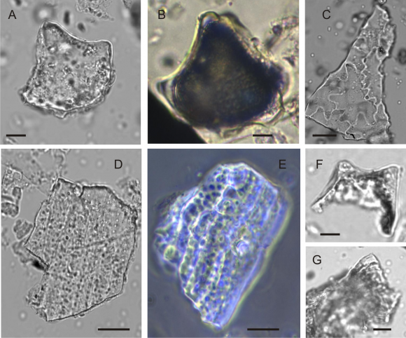 Fig. 4. Wild rice phytolith morphotypes. A: Bulliforms from rice leaf. B: Black color coat on bulliform indicates that it was released from burnt rice leaf. C-E: Glume cells with small projections arising deeply serrated cells from rice husk. F-G: Double and single peak phytoliths from rice husk (reference: 1, 27), scale bar = 10 micron.