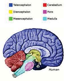 , and cognitive impairment (De Groot, De Leeuw et al. 2002) IV. CASES OF AIR POLLUTION ON NERVOUS DEGENERATION a) Exposure to traffic-related air pollution and neurobehavioural functions