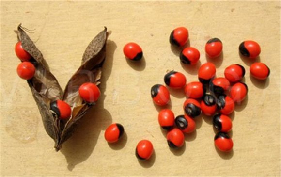 Figure 3: Abrus precatorius seeds, "Damma"