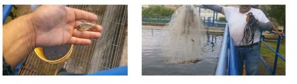 Figura 8: Cosecha de alevines de tres semanas de vida