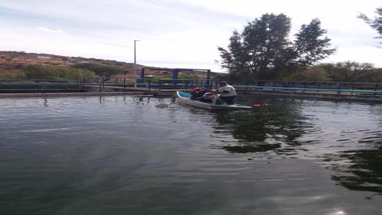 Figura 11: Ejemplares adultos