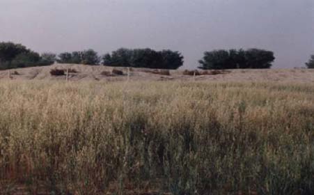 Figure 9 : Nematoda sp. (magnified 250 times)