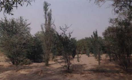 -Pakistan Desertification Monitoring Unit (1986).