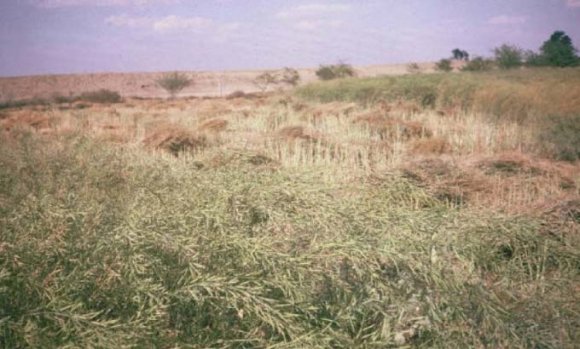 -Pakistan Desertification Monitoring Unit (1986).