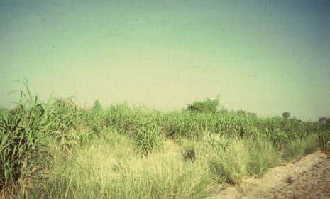 Figure 2 : Wild oats grown by highly saline irrigation at PCRWR research station at the Cholistan Desert (Pakistan). Ahmad, Farooq 2008